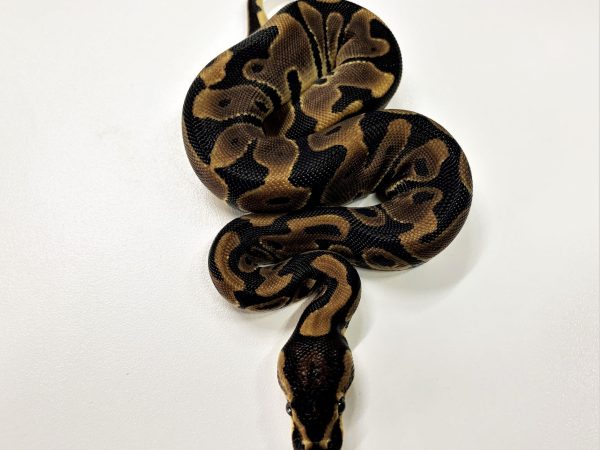 Leopard Ball Python Female Hatchling