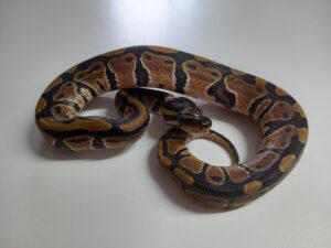 Normal Ball Python Hatchling Male