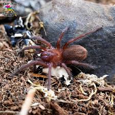 Orange and Violet Dwarf Citharacanthus Cyaneus
