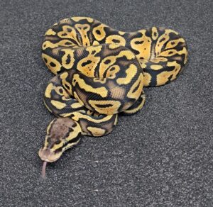 Pastel Jester HET Clown Ball Python Female