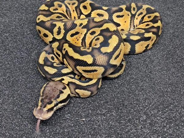 Pastel Jester HET Clown Ball Python Female