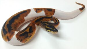 Pied Ball Python - Male