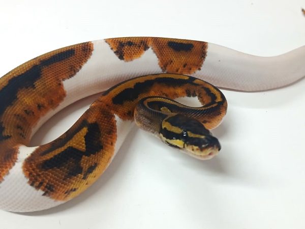Pied Ball Python - Male