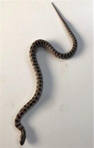Prairie King Hatchling - Female