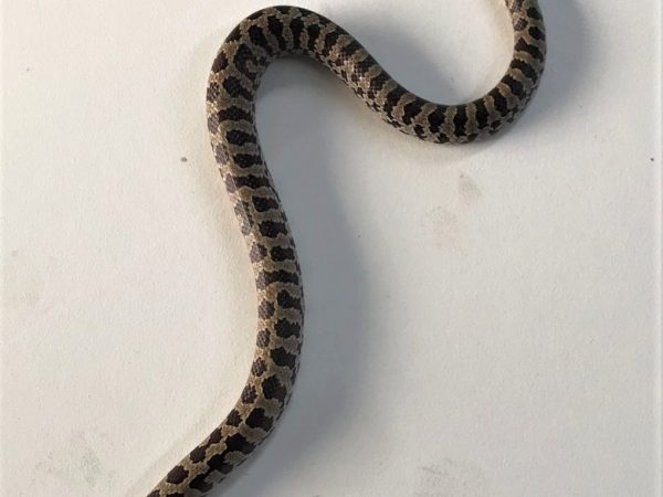Prairie King Hatchling - Female