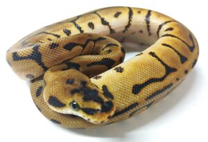 Red Stripe Spider Leopard het Clown - Male