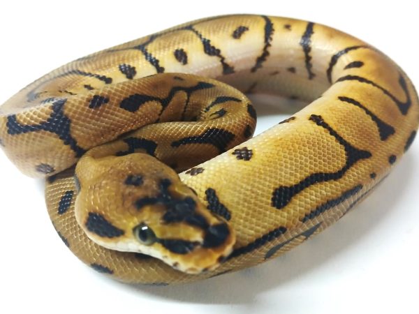 Red Stripe Spider Leopard het Clown - Male