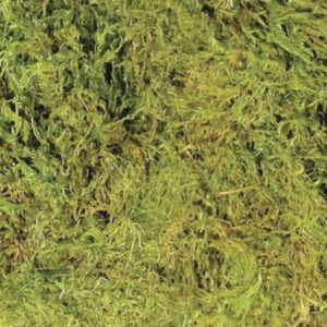 Sphagnum Moss