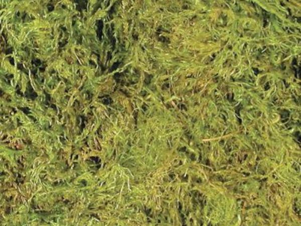 Sphagnum Moss