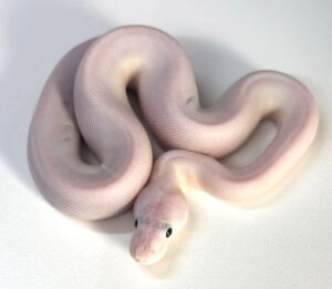 Super Fire POS Sugar Male Ball Python