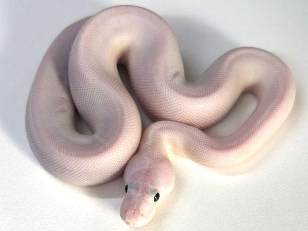 Super Fire POS Sugar Male Ball Python