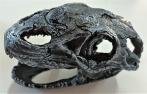 T Rex Skull 20x10x14cm