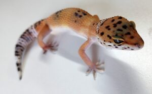 Tangerine Leopard Gecko