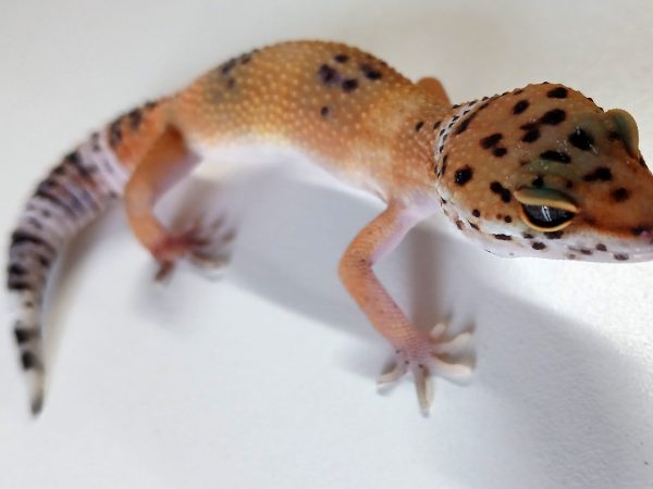 Tangerine Leopard Gecko