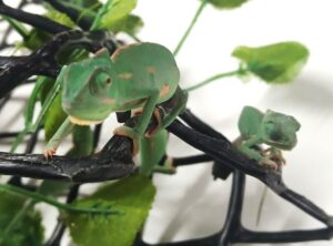 Veiled Chameleon 1-2 Months