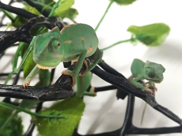 Veiled Chameleon 1-2 Months