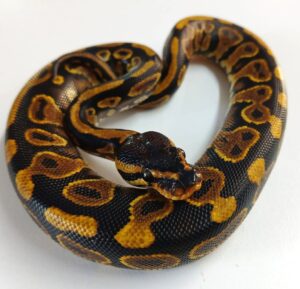 Yellow Belly Ball Python Male Hatchling
