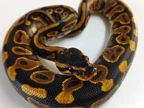 Yellow Belly Ball Python Male Hatchling