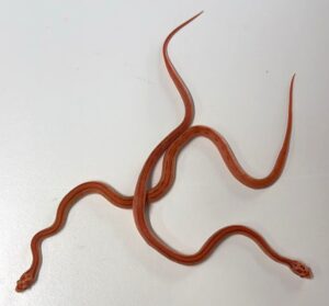 Amel Stripe Het Motley Corn Hatchling