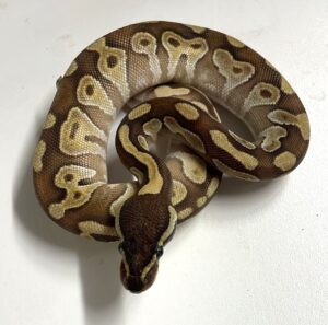 Butter Ball Python Female Hatchling