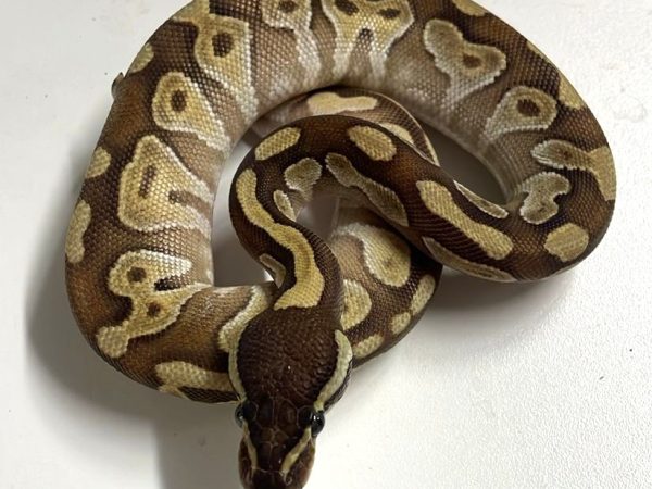 Butter Ball Python Female Hatchling