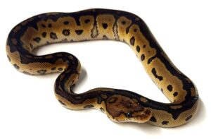 Clown Ball Python Hatchling