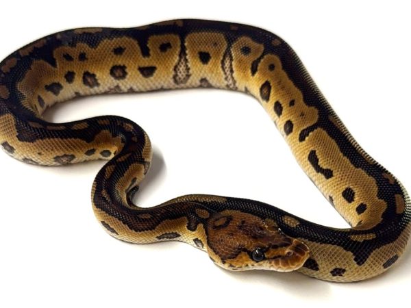 Clown Ball Python Hatchling