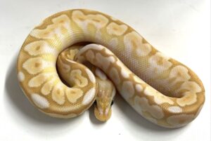 Coral Glow Butter Calico Male Hatchling