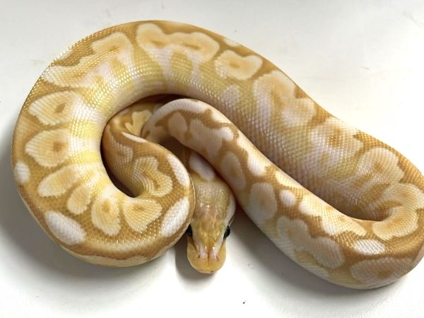 Coral Glow Butter Calico Male Hatchling