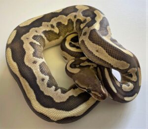Fire Leopard Phantom Ball Python Sub Adult Female
