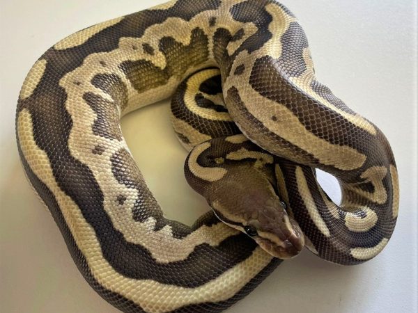 Fire Leopard Phantom Ball Python Sub Adult Female
