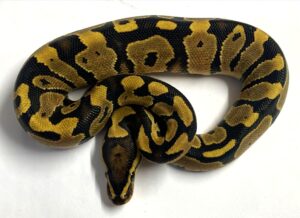 Fire Y/B het Clown Ball Python Hatchling Male