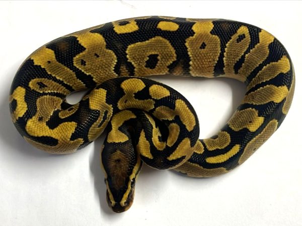 Fire Y/B het Clown Ball Python Hatchling Male