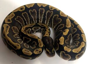 GHI 66% het Clown Ball Python Hatchling Male