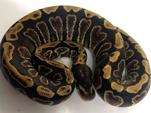 GHI 66% het Clown Ball Python Hatchling Male