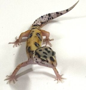 Jungle Bold Eclips Leopard Gecko