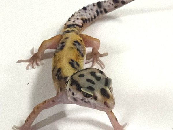 Jungle Bold Eclips Leopard Gecko