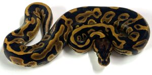 Leopard 66% het Clown Ball Python Hatchling Male