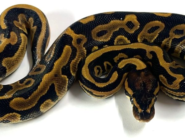 Leopard 66% het Clown Ball Python Hatchling Male