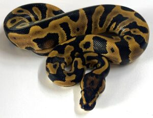 Leopard 66% het Hypo Clown Ball Python Hatch Male