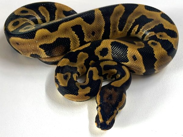 Leopard 66% het Hypo Clown Ball Python Hatch Male