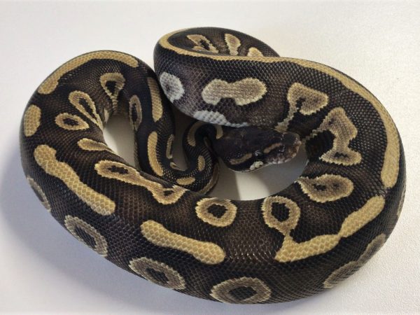 Leopard Mojave Ball Python Male