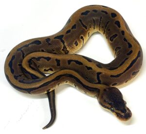 Leopard Pinstripe 66% DH DG Clown Ball Python Fm