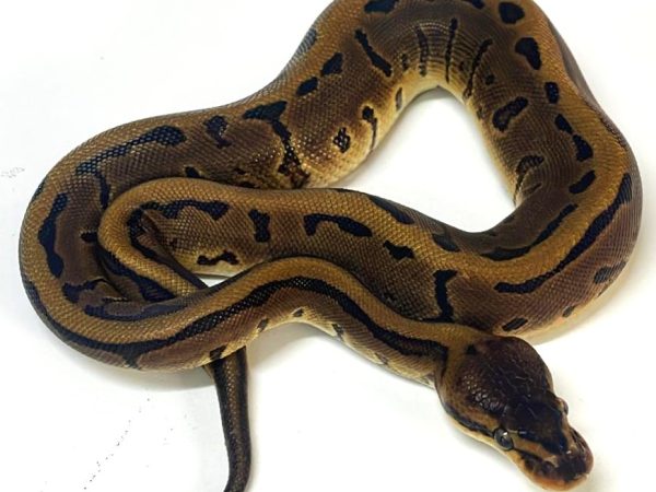 Leopard Pinstripe 66% DH DG Clown Ball Python Fm