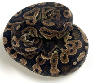 Mojave Ball Python Juvenile Female
