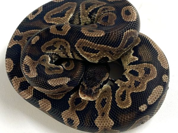 Mojave Ball Python Juvenile Female