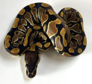 Normal Het Clown - Female