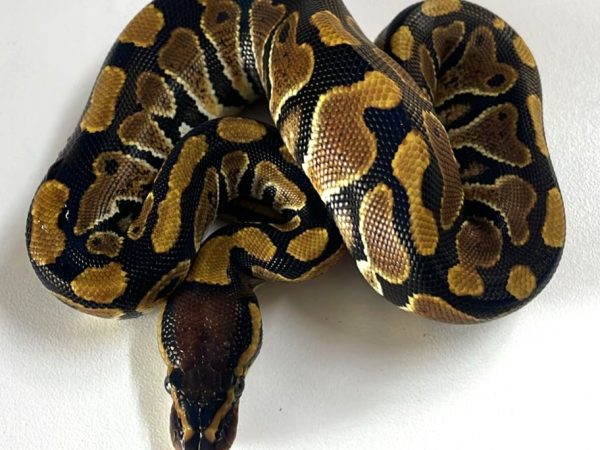 Normal Het Clown - Female