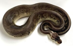 Pewter Ball Python Juvenile Male