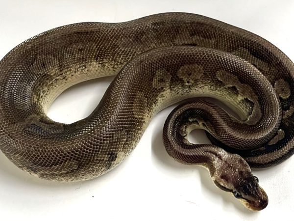 Pewter Ball Python Juvenile Male